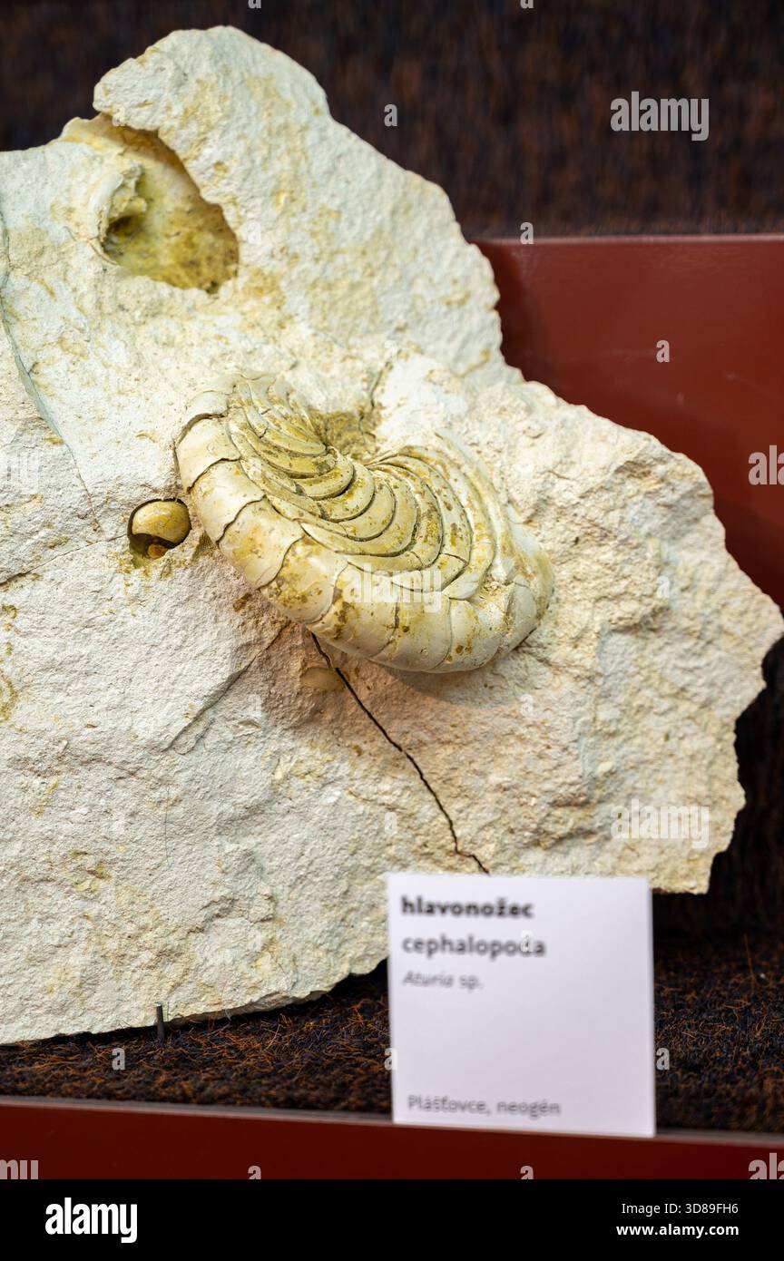Cephalopod – Aturia sp. (fossil). - Stock Image