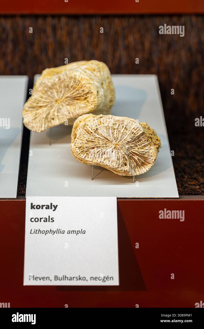 Fossils of corals (Lithophyllia ampla). Found in Pleven, Bulgary. - Stock Image
