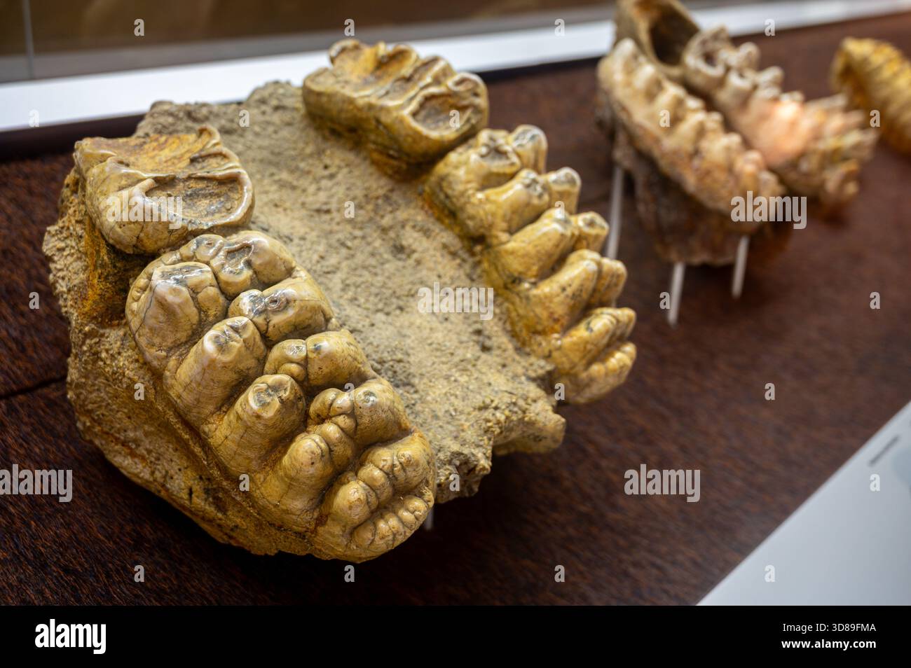 Mastodon, upper jaw (Tetralophodon longirostris). Fossil found in Topolčany, Slovakia. - Stock Image