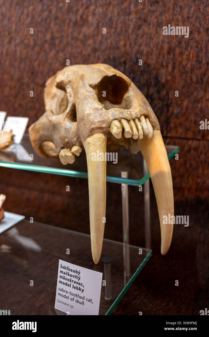Sabre-toothed cat, model of skull (Smilodon species). Slovak National Museum, Bratislava, Slovakia. - Stock Image