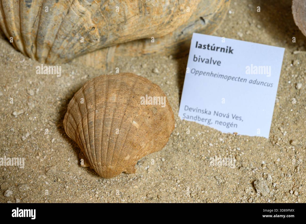Bivalve – Oppenheimopecten aduncus. Fossil found in Devínska Nová Ves, Slovakia. - Stock Image