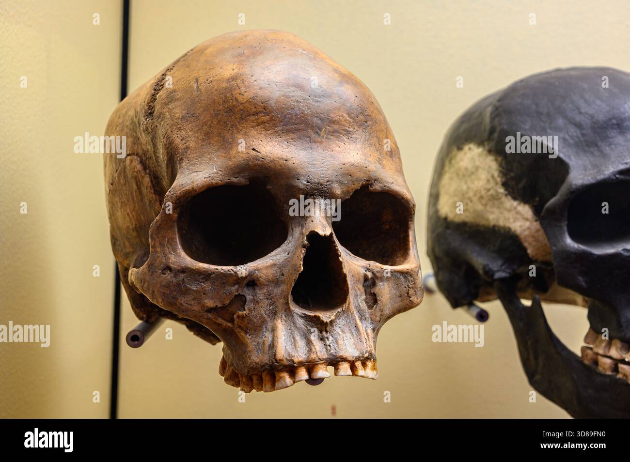 Skull of a woman (35–45 years old) from Moča (Komárno District), Slovakia, age estimated at 11,255 ± 80 years BP. - Stock Image