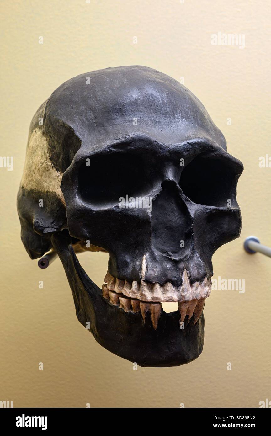 Skull of an adult man from Předmostí (Přerov District), Czech Republic, age estimated at 26,000 years BP. - Stock Image