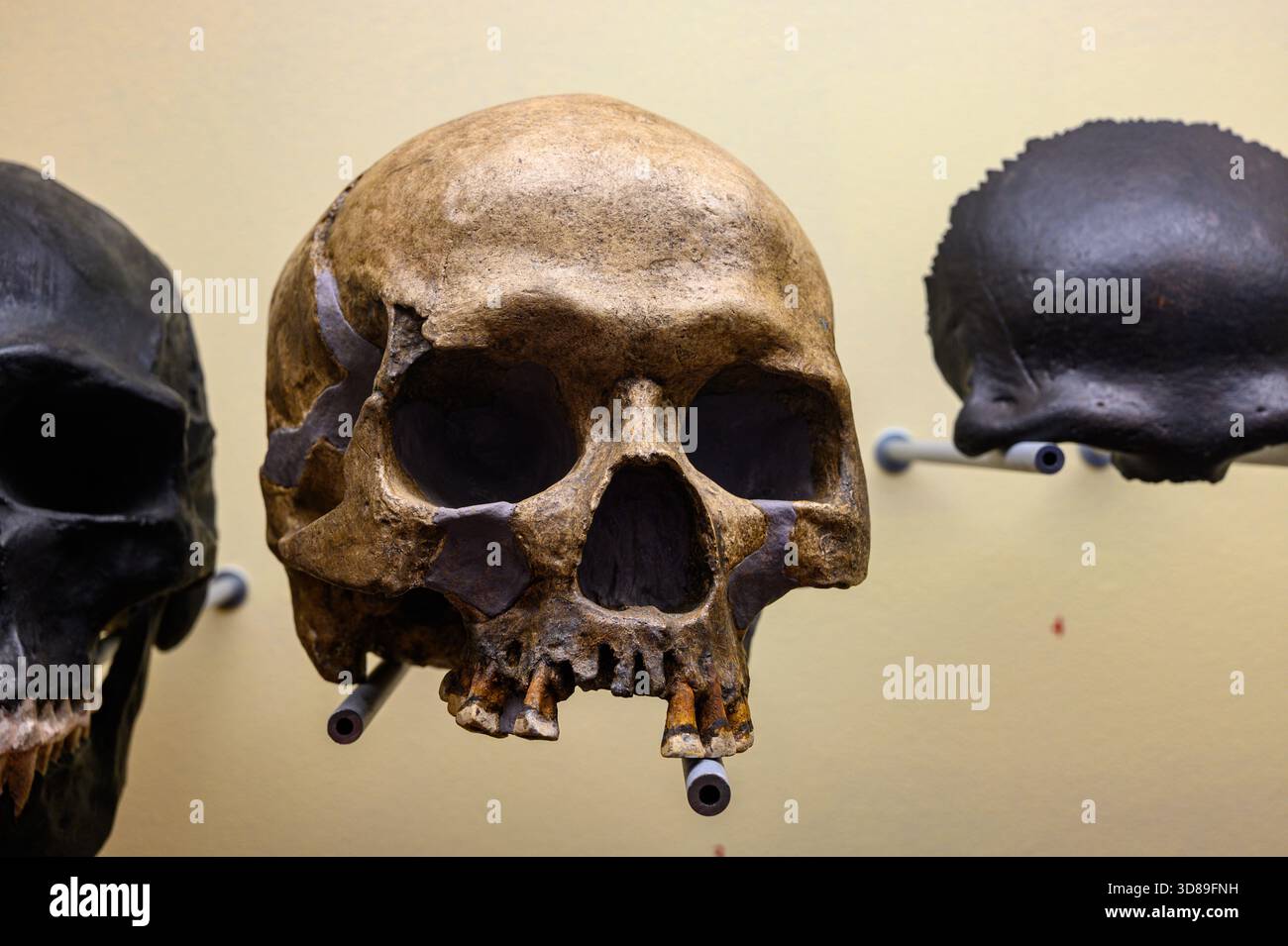 Skull of an adult woman from Předmostí (Přerov District), Czech Republic, age estimated at 26,000 years BP. - Stock Image