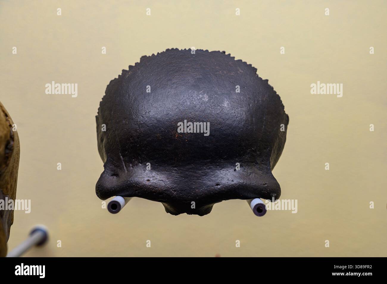 Frontal bone of a Neanderthal adult woman, found in Šaľa 1, Slovakia. Age estimated at at least 40,000 years BP. - Stock Image