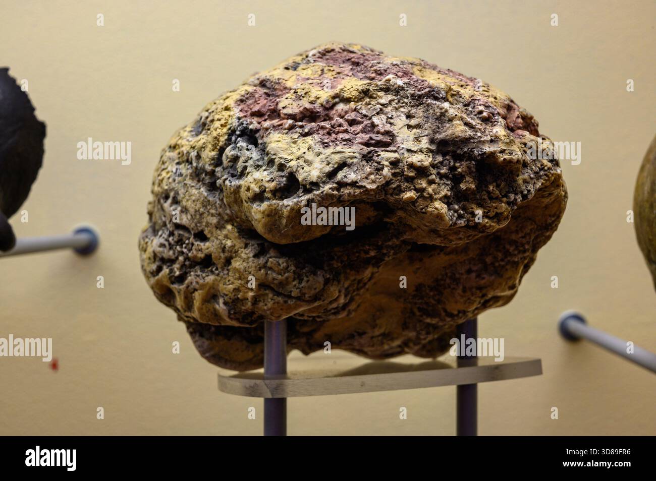 Travertine cast of the braincase of a Neanderthal from Gánovce 1, Hrádok near Gánovce, Slovakia, probably adult woman, age estimate: 105,000 years BP. - Stock Image