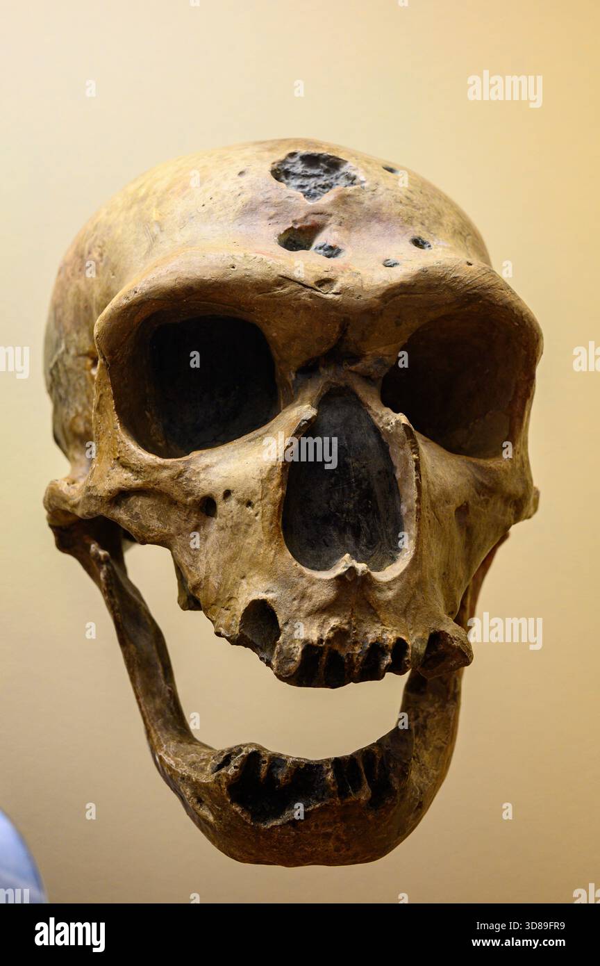 Reconstruction of a Neanderthal skull from La Chapelle-aux-Saints, France. Slovak National Museum, Bratislava, Slovakia. - Stock Image