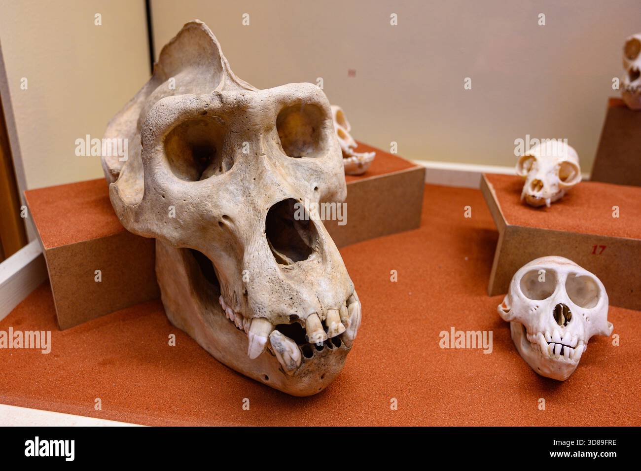 Skulls of various primates. Slovak National Museum, Bratislava, Slovakia. - Stock Image