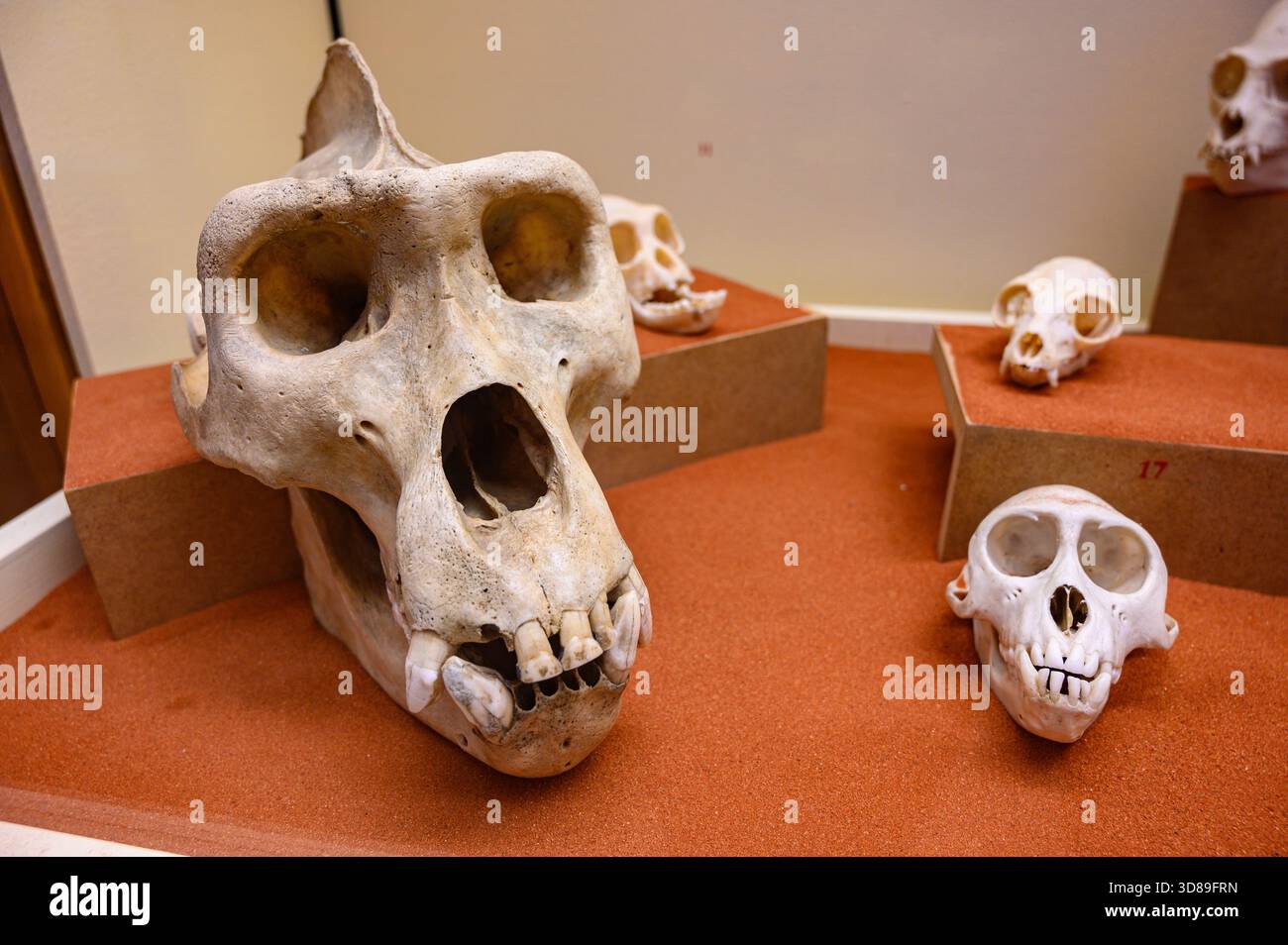 Skulls of various primates. Slovak National Museum, Bratislava, Slovakia. - Stock Image