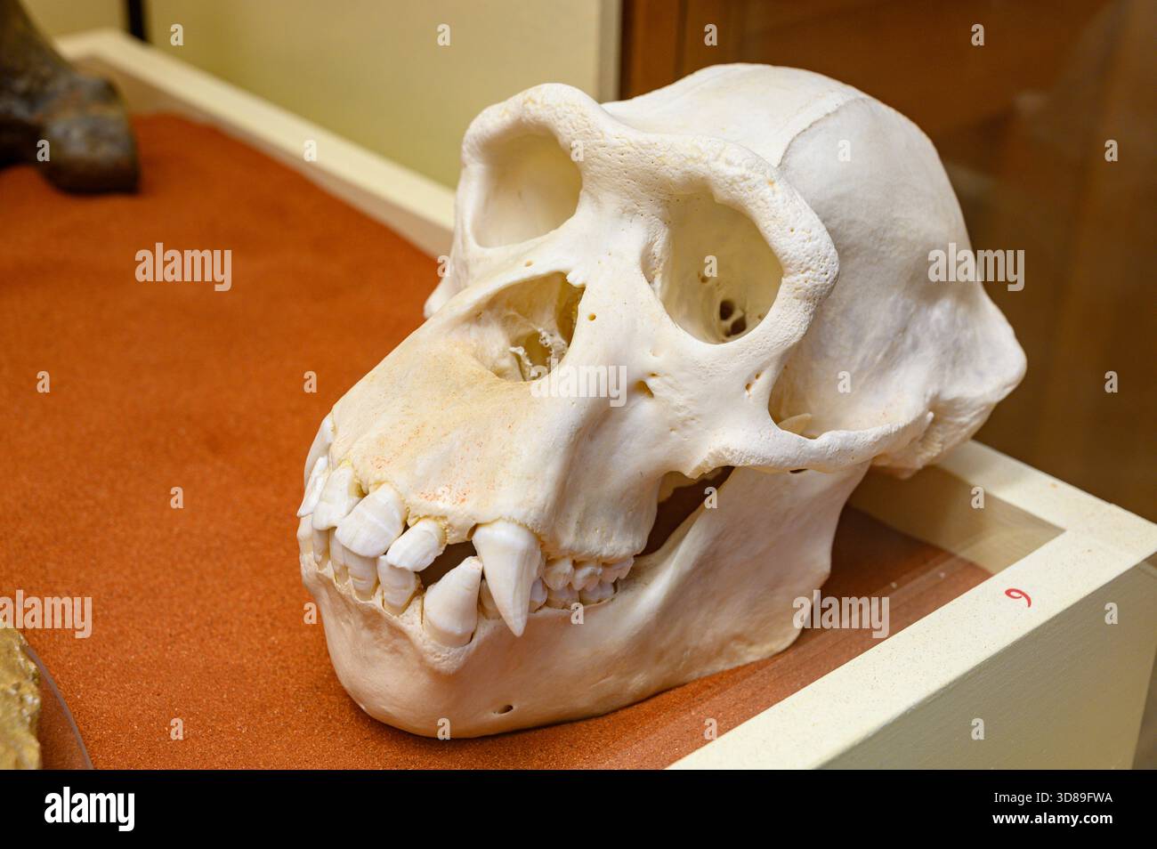 Skulls of various primates. Slovak National Museum, Bratislava, Slovakia. - Stock Image