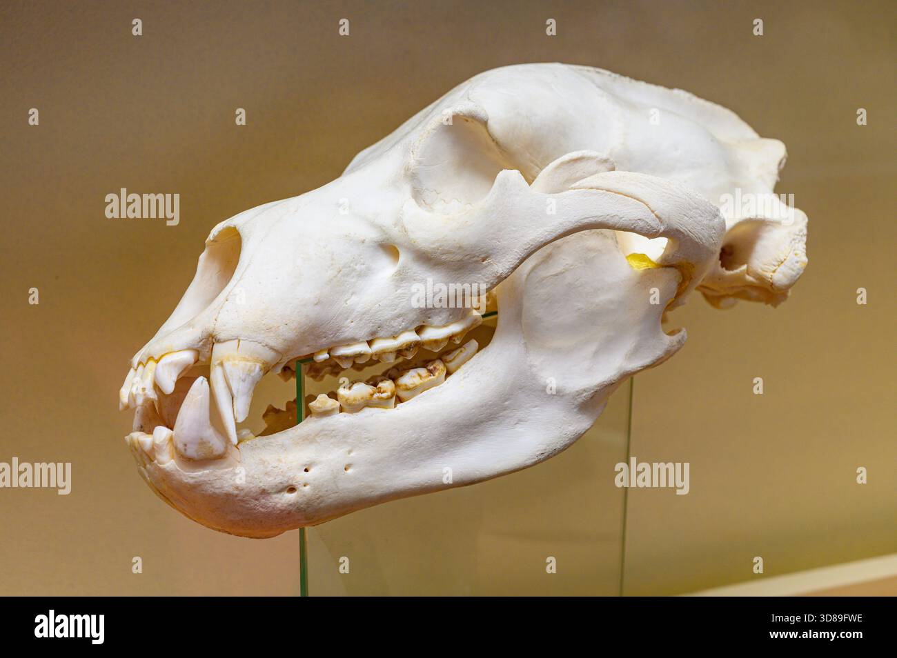Skull of s cave bear. Slovak National Museum, Bratislava, Slovakia. - Stock Image