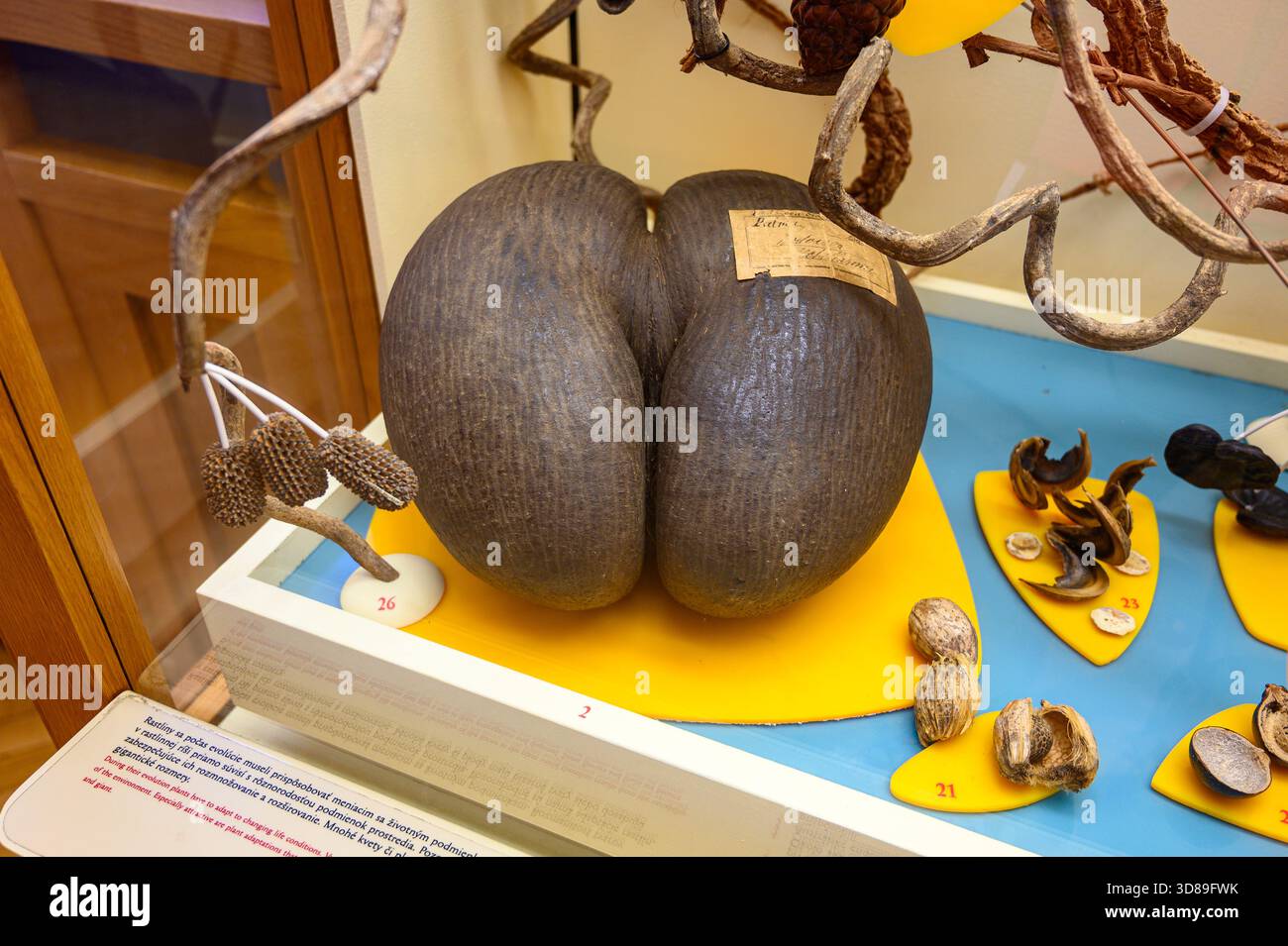 The largest seed in the plant kingdom – the endemic Seychelles palm – coco de mer (Lodoicea maldivica). - Stock Image