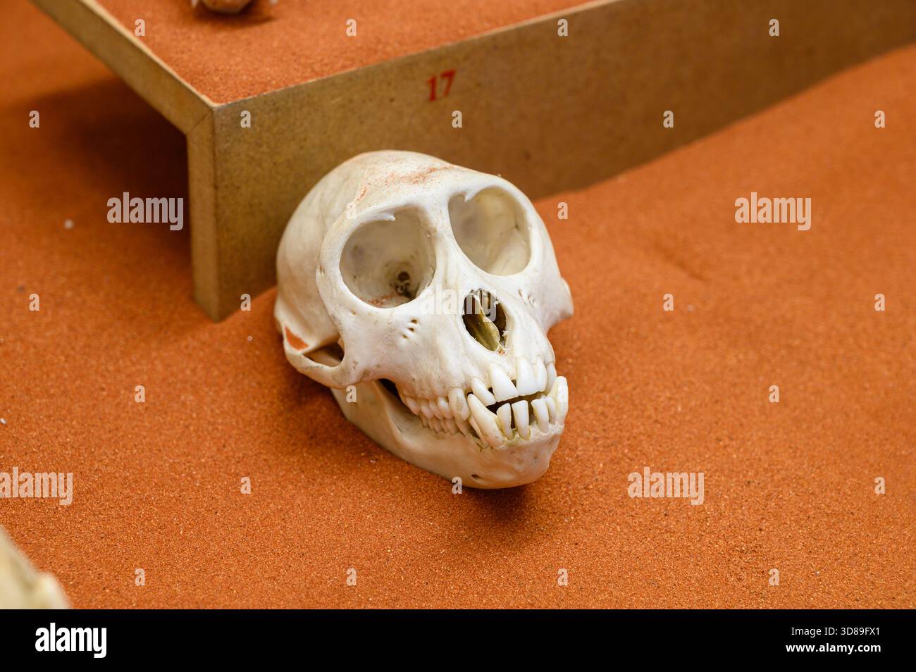 Skulls of various primates. Slovak National Museum, Bratislava, Slovakia. - Stock Image