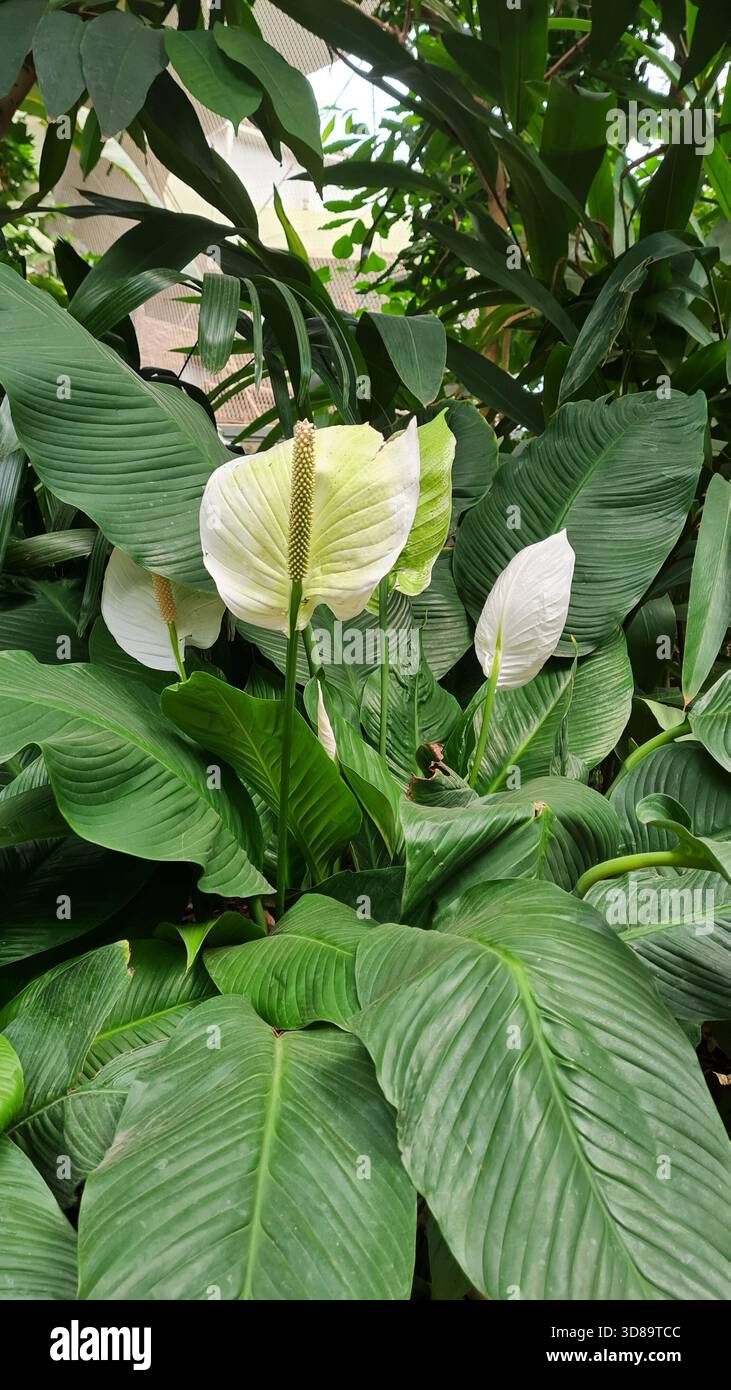Peace Lily (Spathiphyllum) Flower Amidst Lush Tropical Green Leaves ...