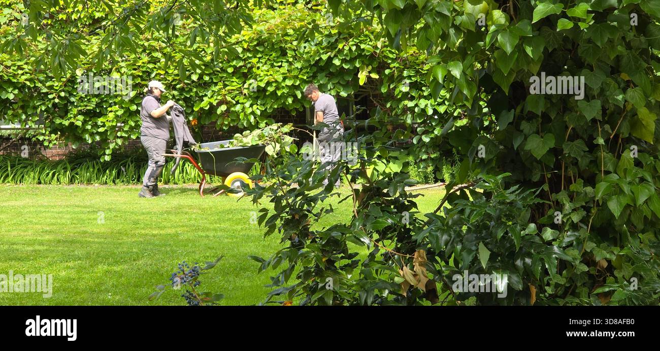 Berlin, Germany - July 03, 2025: . Two male landscapers are actively working in a vibrant green garden with tools and wheelbarrow - Smartphone Captured Stock Image