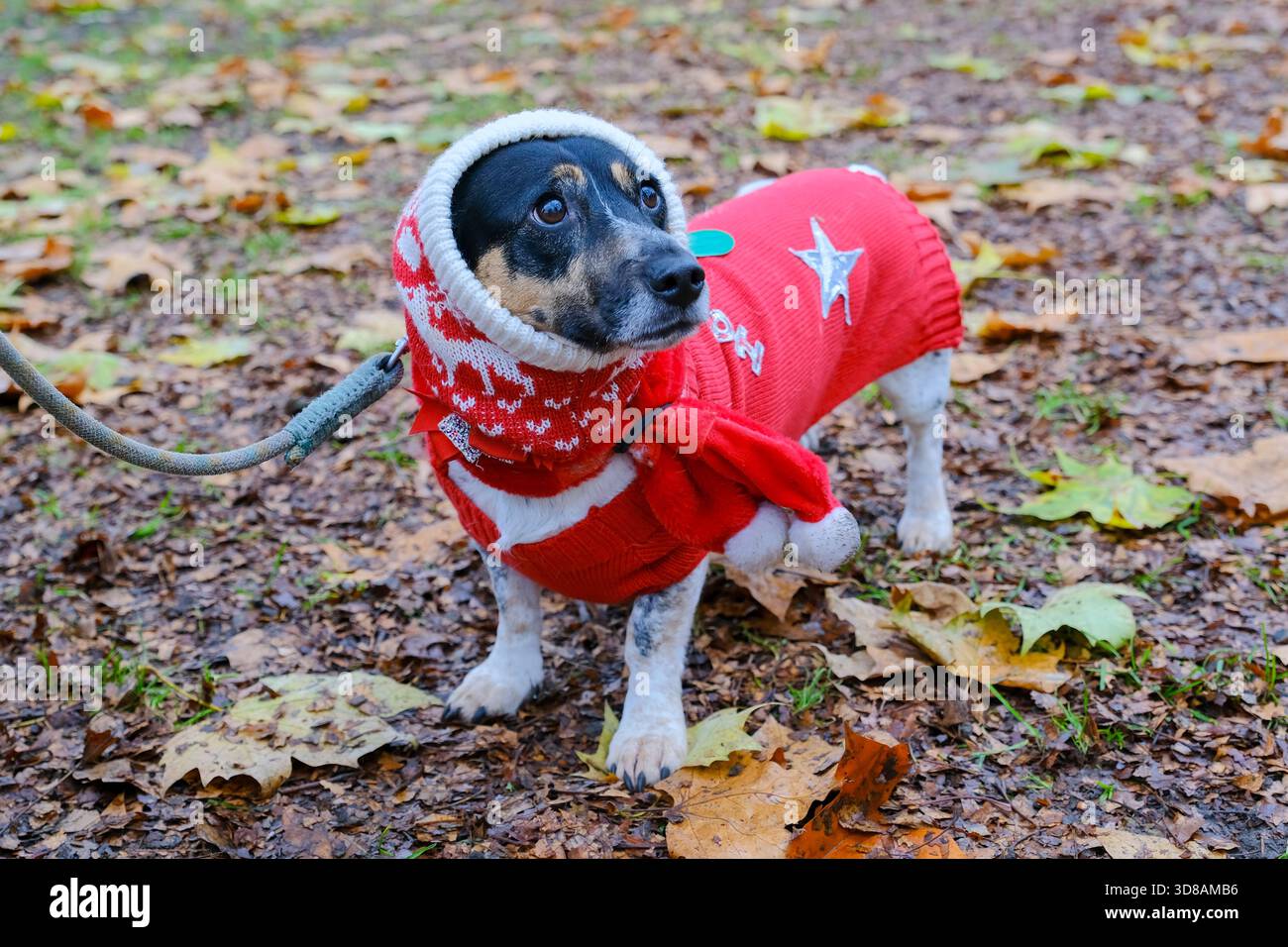 London, UK. 29th November, 2025. Around 150 rescue dogs and their ...