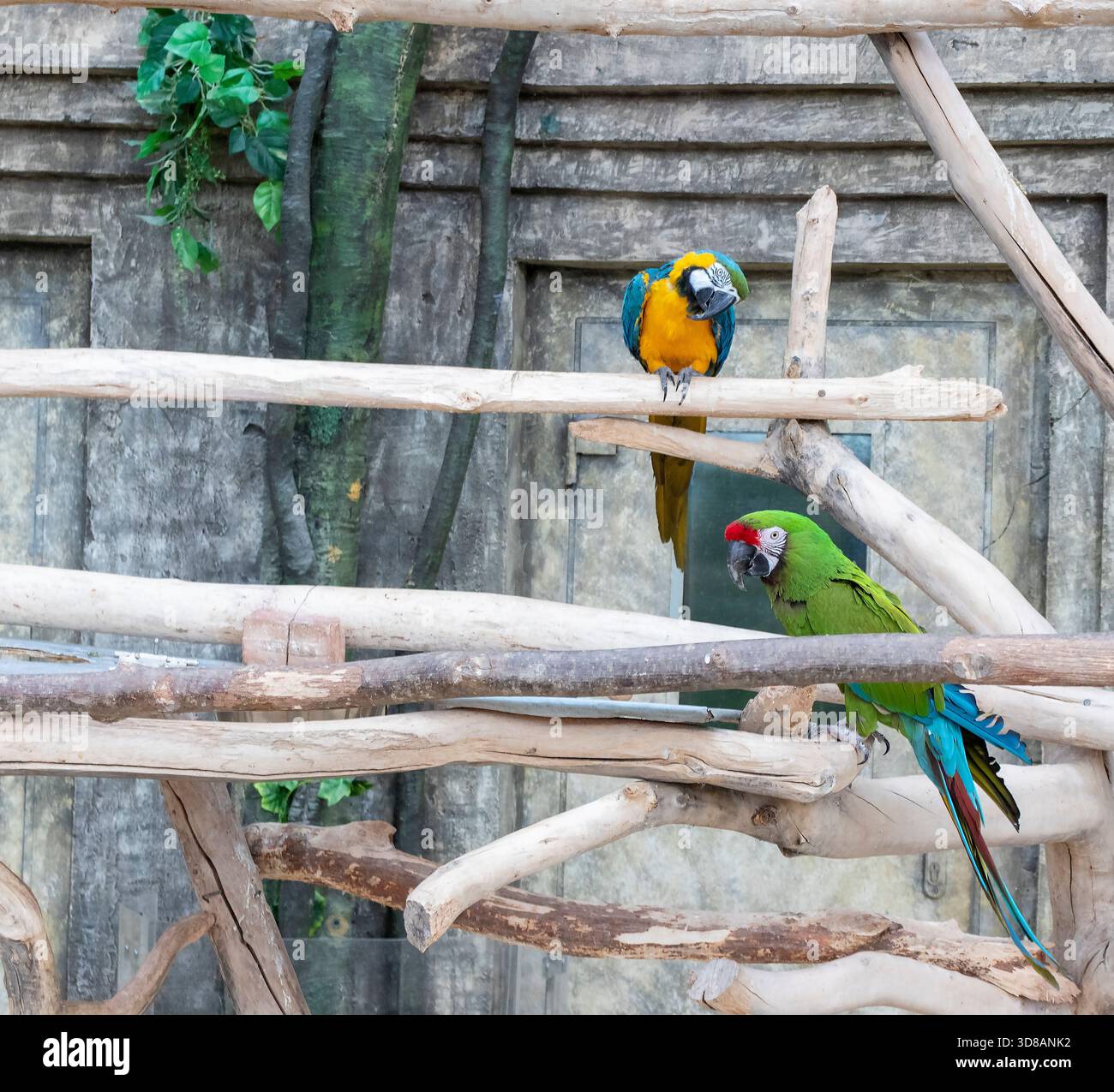 Image result for he photograph features two species of macaws in an aviary setting: a ...