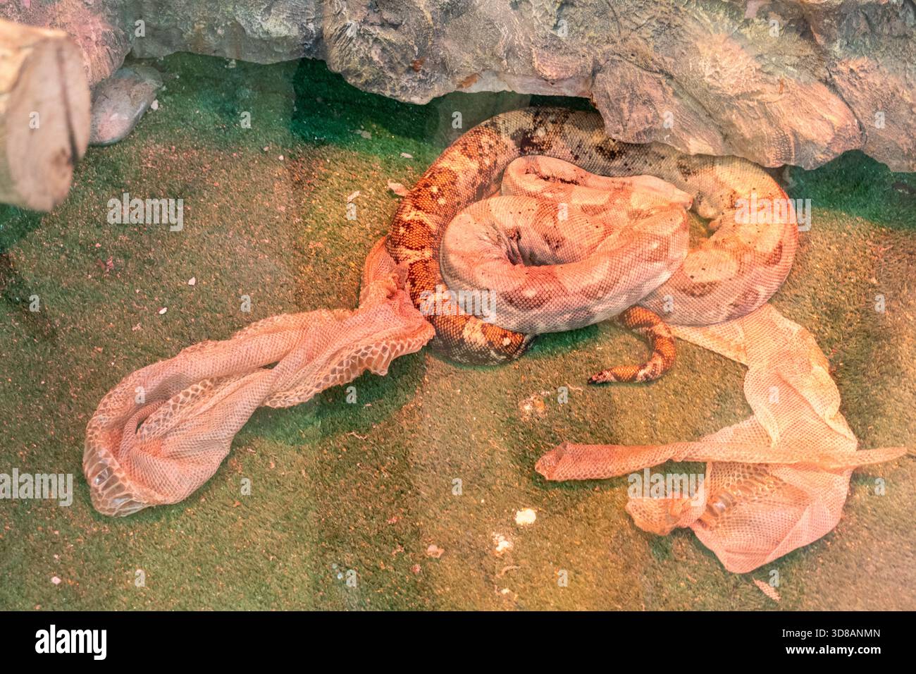 Common boa constrictor shedding skin Stock Photo