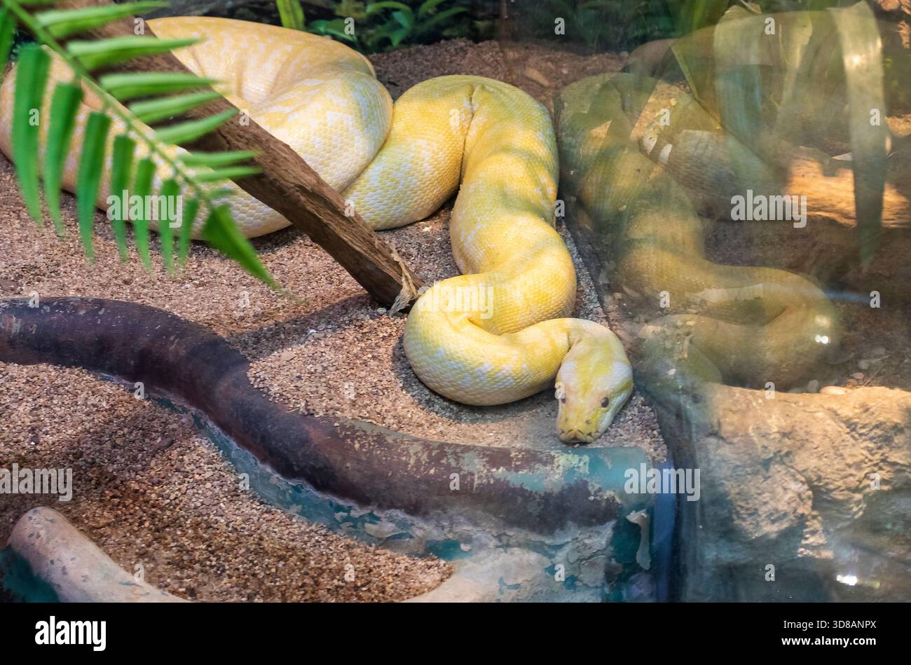 The photograph shows an albino Burmese python Stock Photo