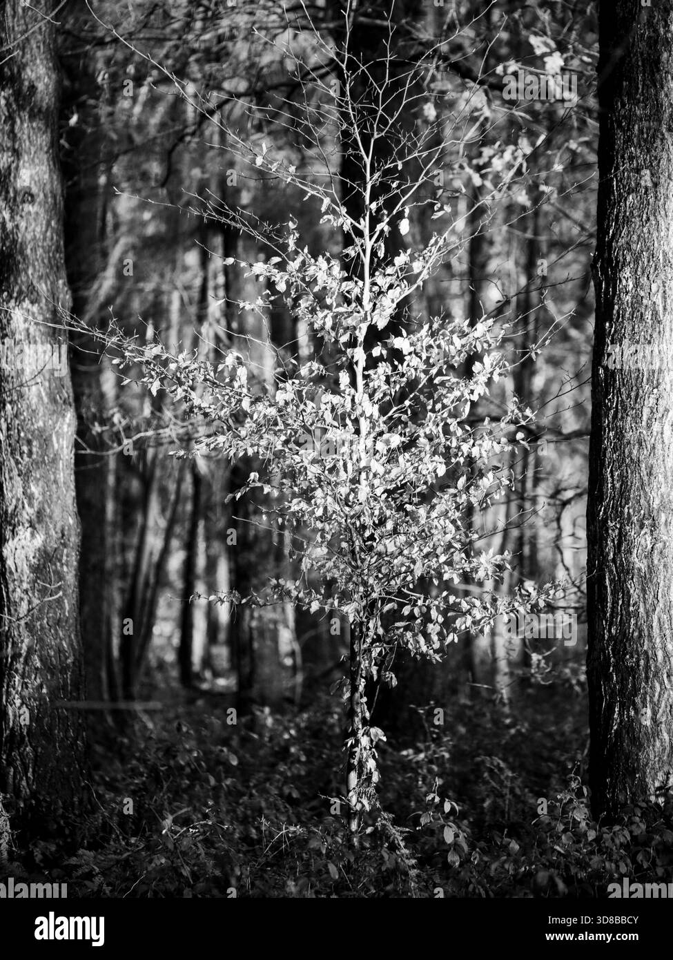 Golden brown beech leaves Black and White Stock Photos & Images - Alamy