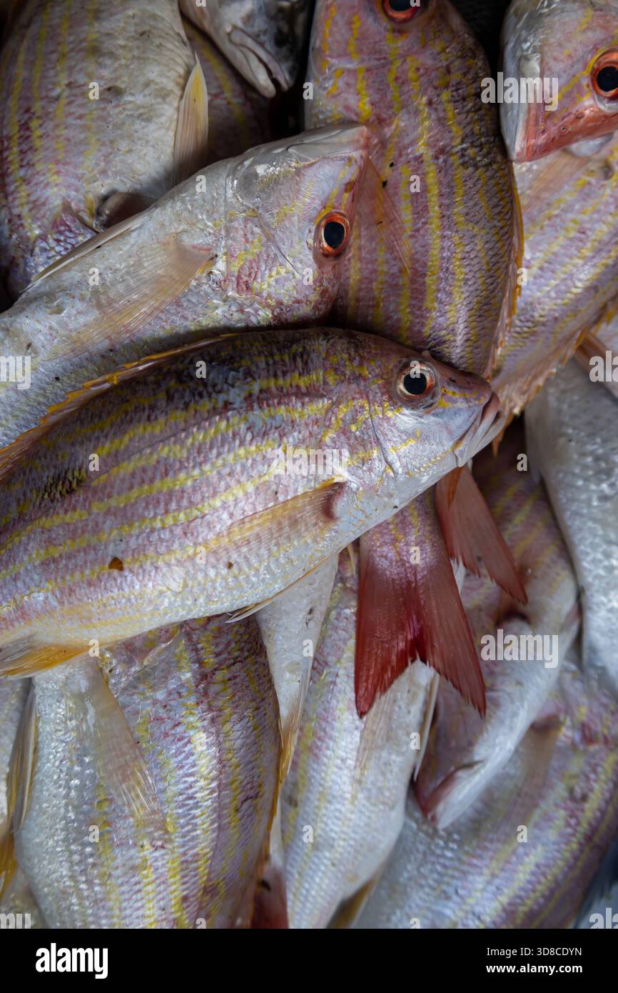 Pink red snapper hi-res stock photography and images - Alamy