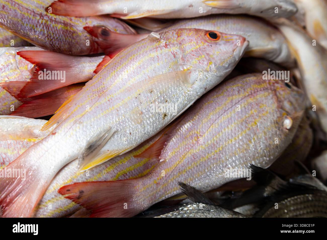 Pink red snapper hi-res stock photography and images - Alamy