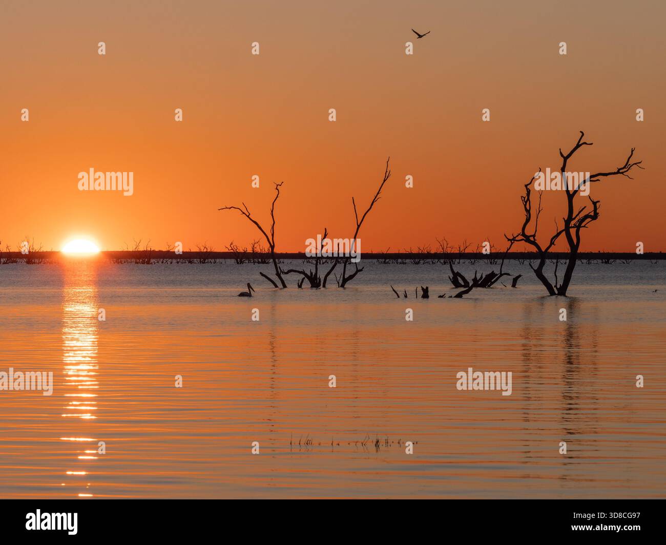 Trees submerged in lake hi-res stock photography and images - Alamy