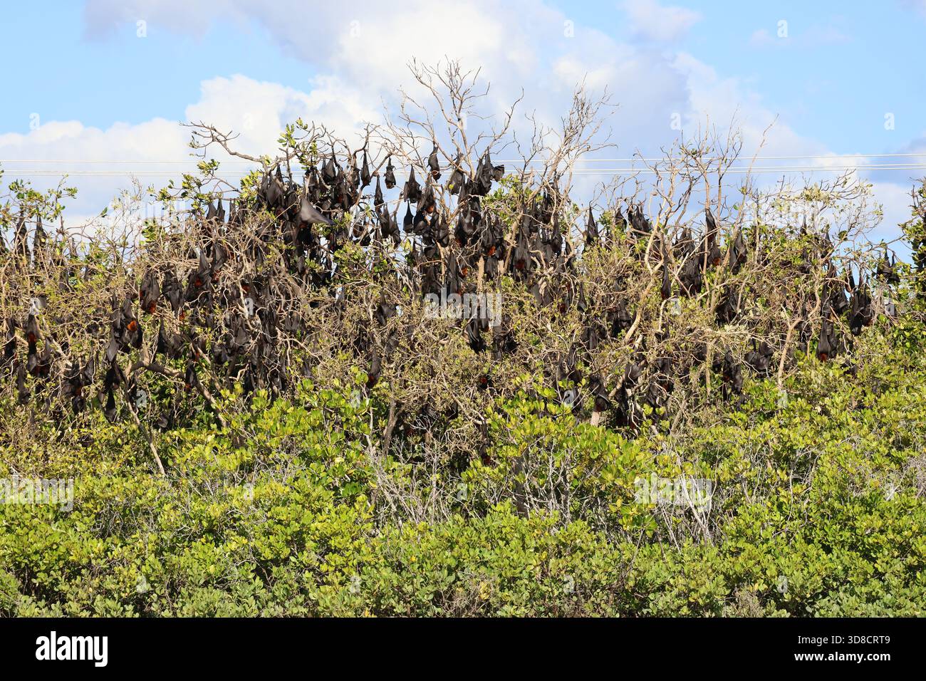 Colony of flying foxes bats hanging upside down from a mangrove tree ...