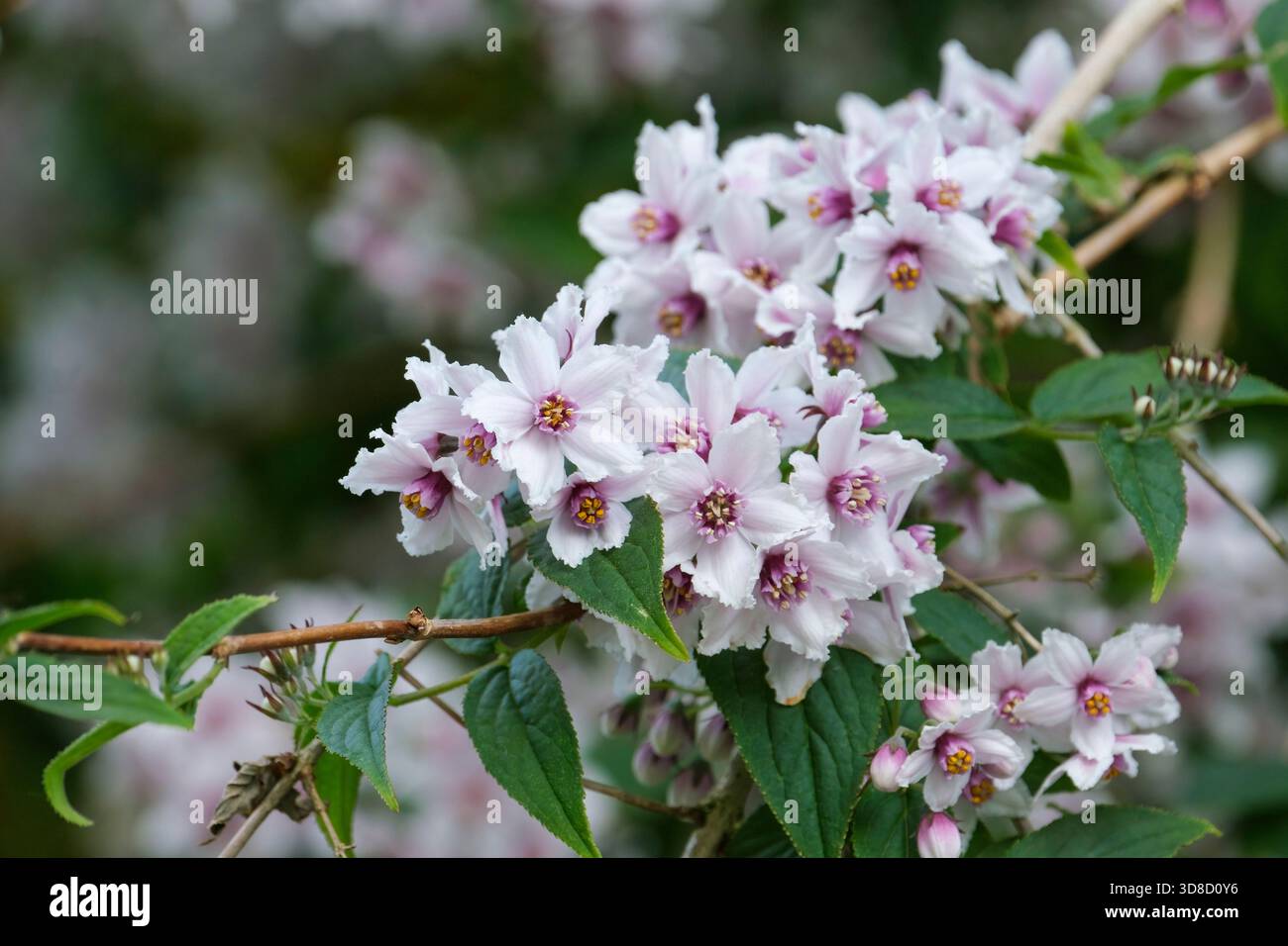 Deutzia purpurascens Alpine Magician, clusters of pink-tinged white flowers with red centers in late spring Stock Photo