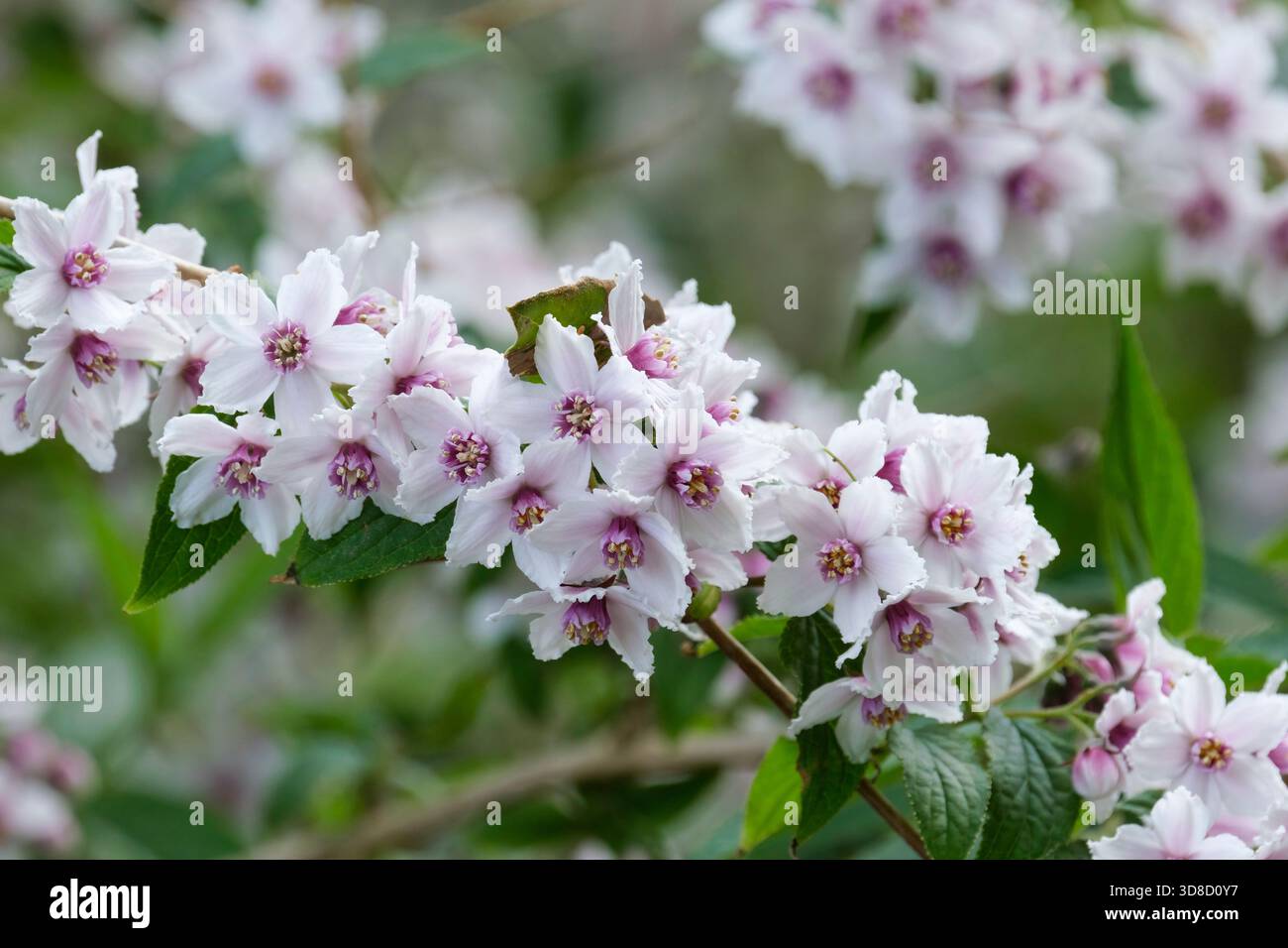Deutzia purpurascens Alpine Magician, clusters of pink-tinged white flowers with red centers in late spring Stock Photo