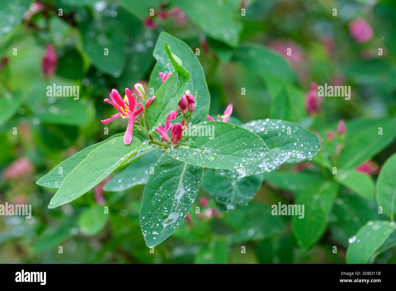 Lonicera tatarica Hacks Red, honeysuckle Hack's Red, Short-tubed, dark pink  flowers Stock Photo - Alamy