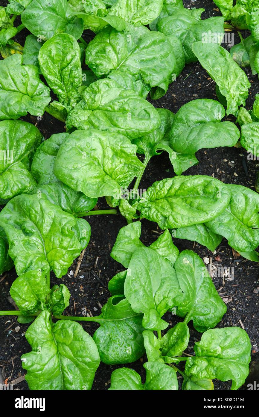 Spinacia oleracea Lazio, spinach Lazio, young plants/baby leaf spinach growing in a bed Stock Photo