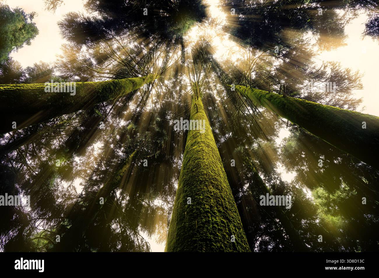 Sun rays breaking through the forest canopy—quiet, magical, and gone in a heartbeat. Stock Photo