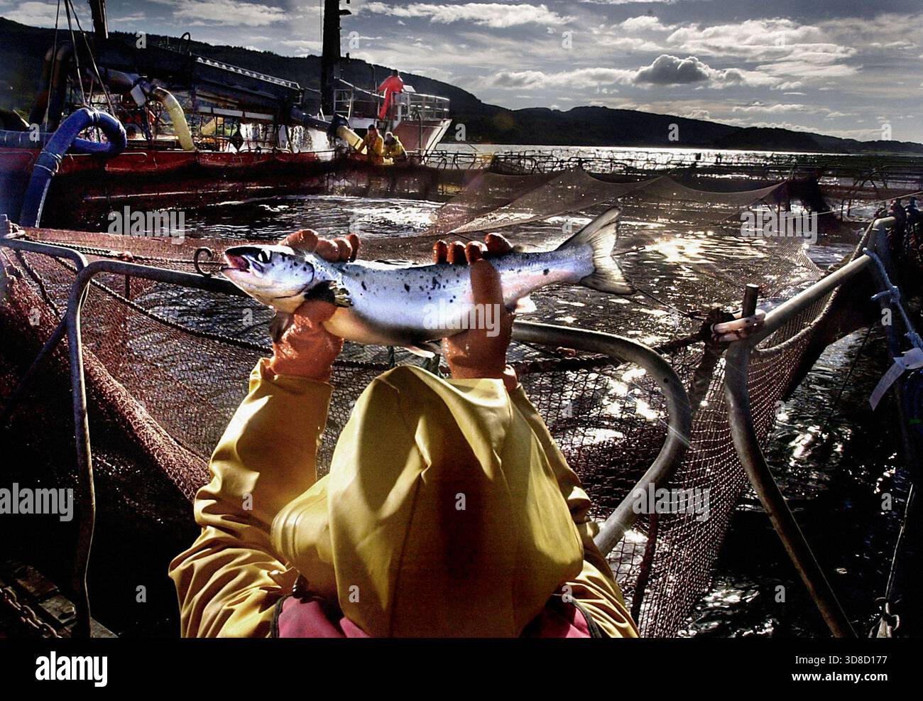 EMBARGOED TO 0001 MONDAY DECEMBER 1 File photo dated 3/11/2002 of a worker at a salmon farm on Loch Linnhe near Fort William. Scotland's salmon farming industry has hit back at a report which found the economic impact of the sector has been exaggerated. Trade body Salmond Scotland dismissed the research, which was co-authored by a former Scottish Government chief agriculture economist, as being an 'activist report, not credible economic analysis'. Issue date: Monday December 1, 2025. Stock Photo