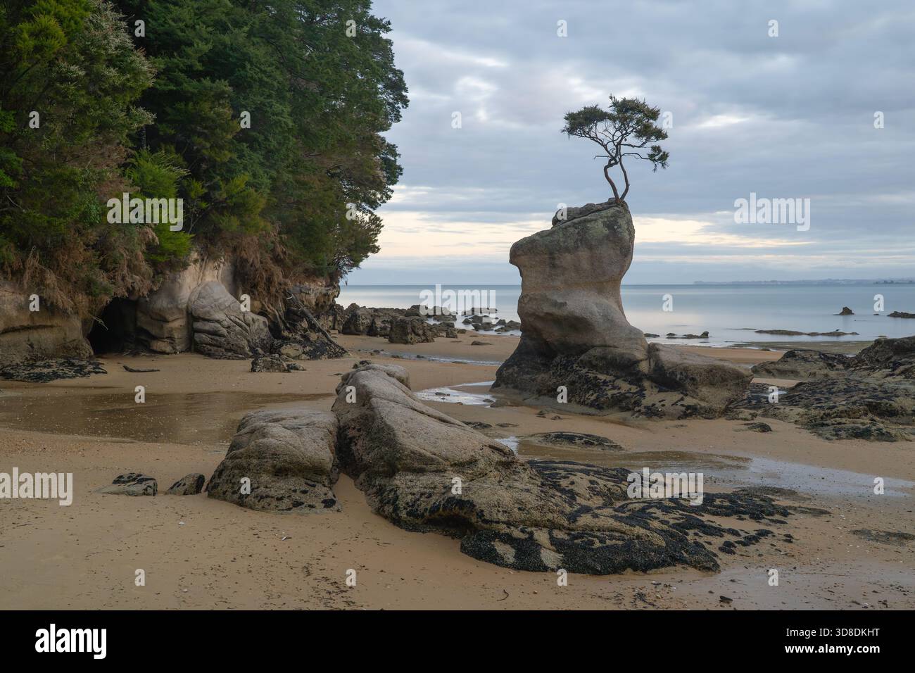 Iconic tree growing atop sea stack at Tinline Bay, Abel Tasman, NZ ...