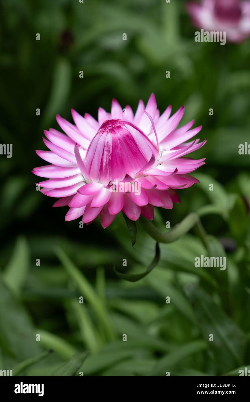 Vibrant green foliage stands hi-res stock photography and images - Alamy