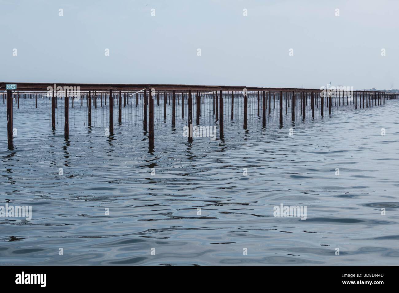Oyster farm showing rows of poles and metal racks extending into the ...