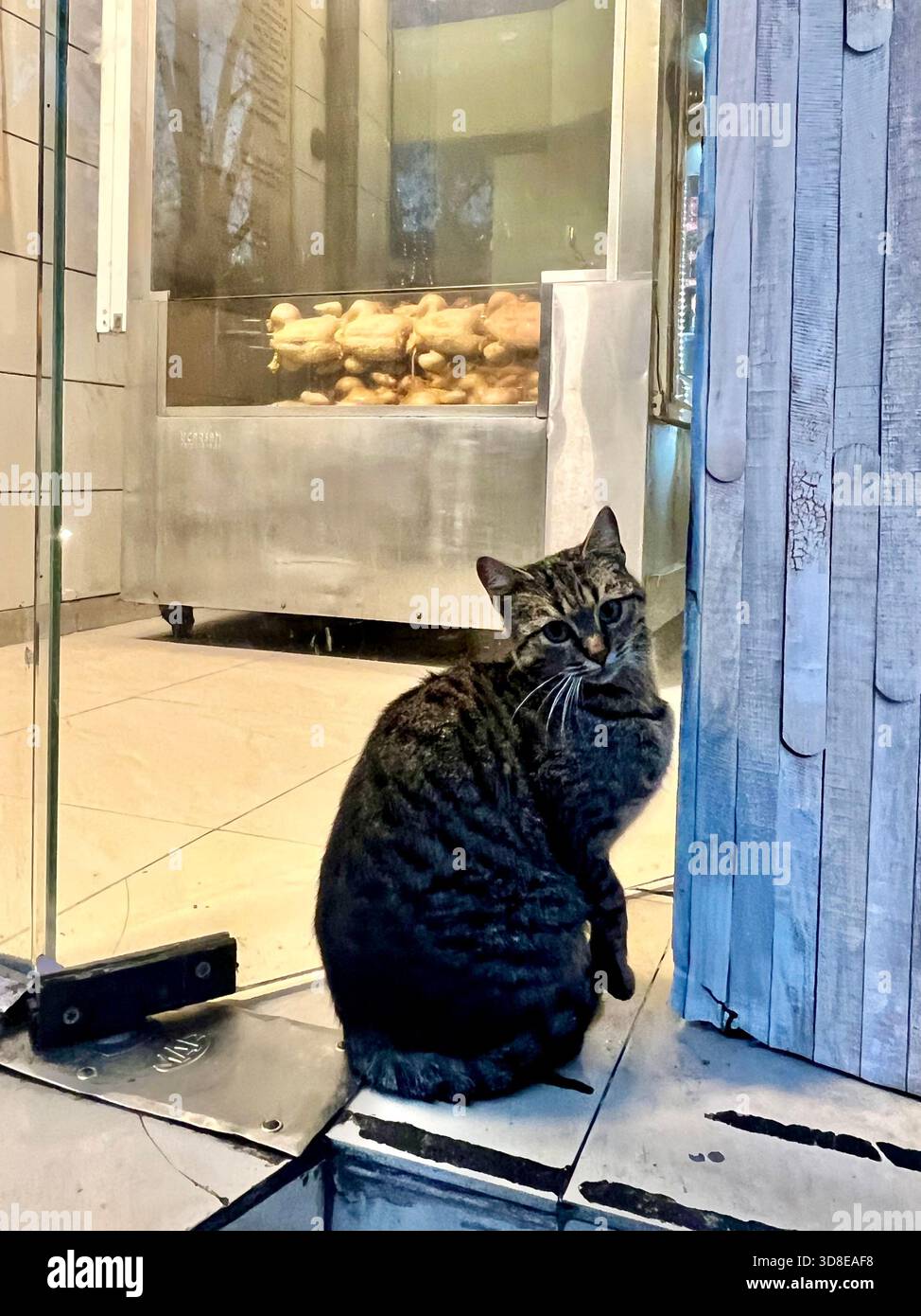 Stray cat peers through the window at chickens roasting on a rotisserie - Smartphone Captured Stock Image
