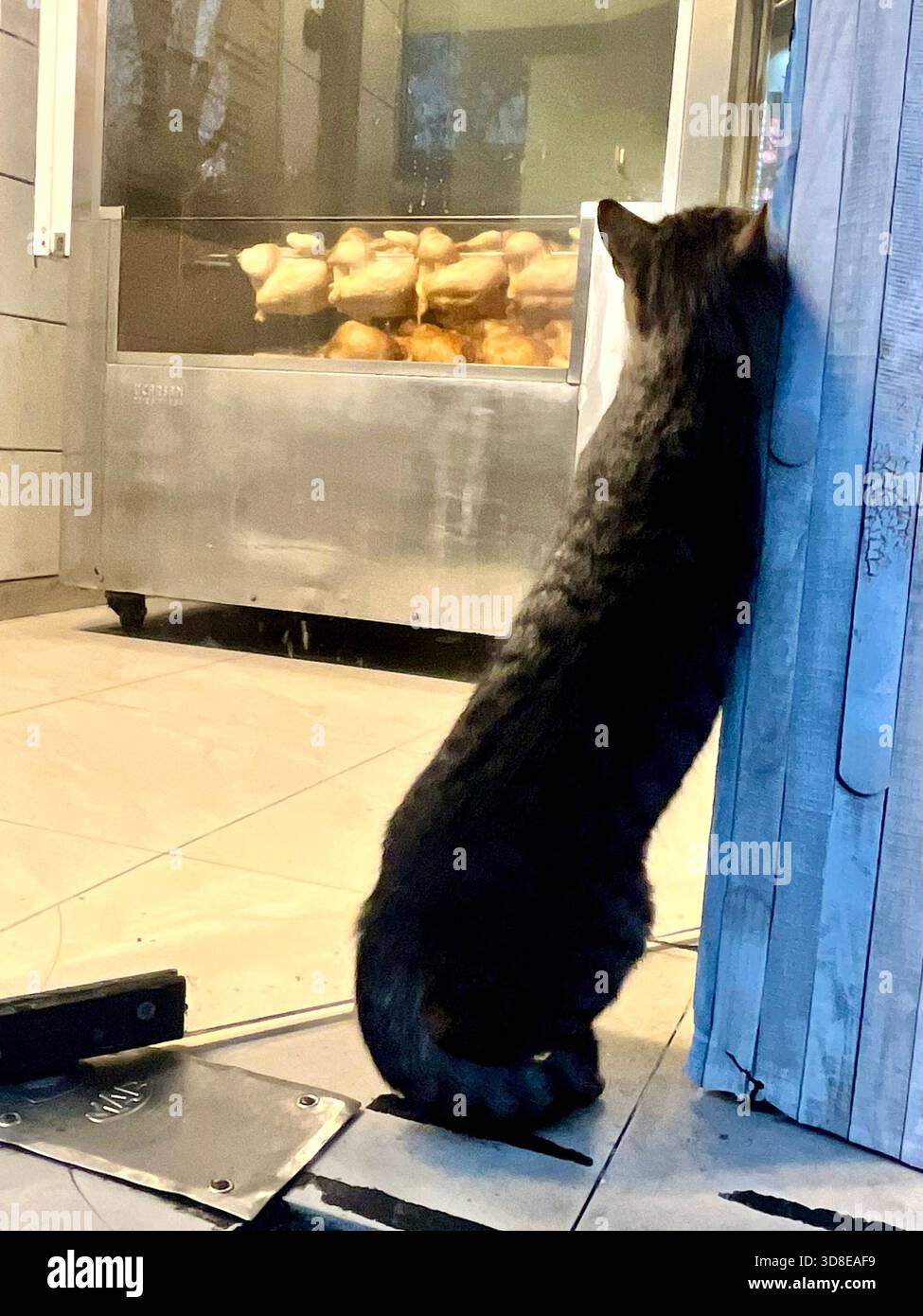 Stray cat looks through a window at whole chickens roasting on a commercial rotisserie inside a food establishment - Smartphone Captured Stock Image