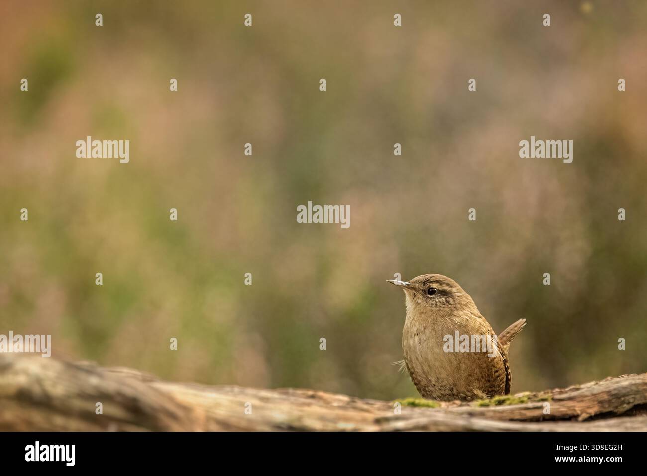 Wren Stock Photo