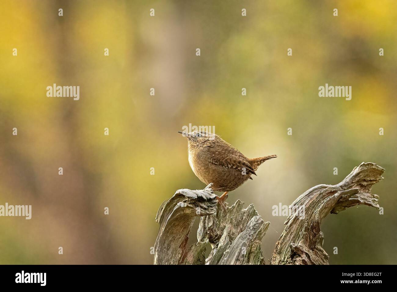 Wren Stock Photo