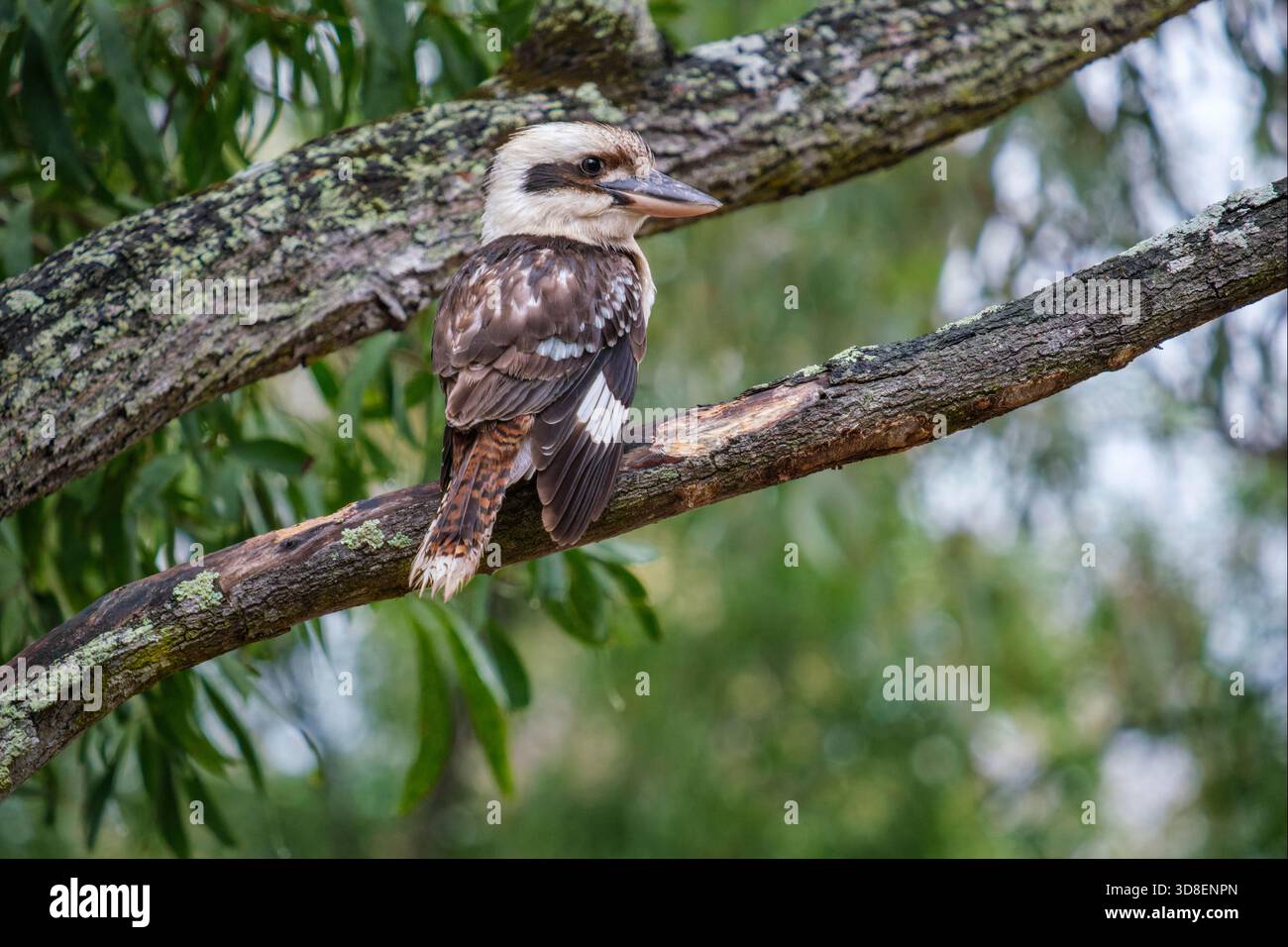 Kookaburra perching on the branch of a eucalyptus tree, Queensland, Australia Stock Photo