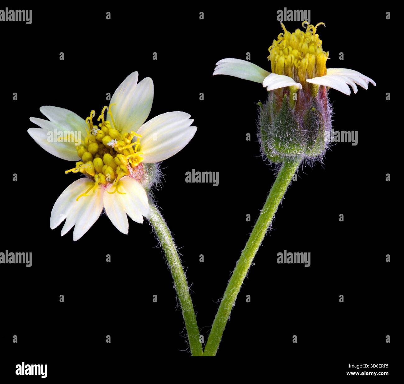 Tridax hi-res stock photography and images - Alamy