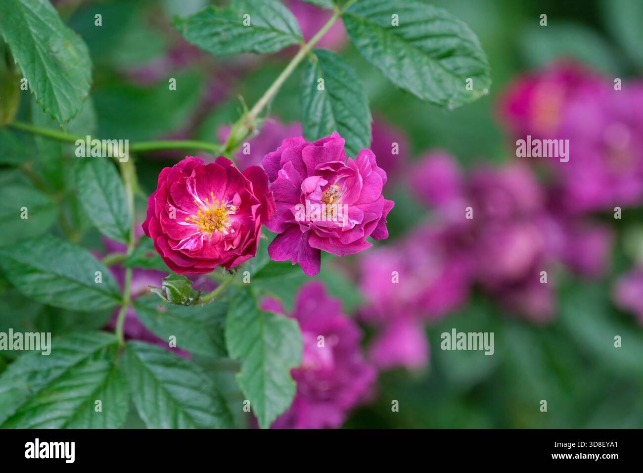 Rosa Violette, rambler rose, double, rich violet-purple, cupped rosette blooms, occasional white streaks, Stock Photo