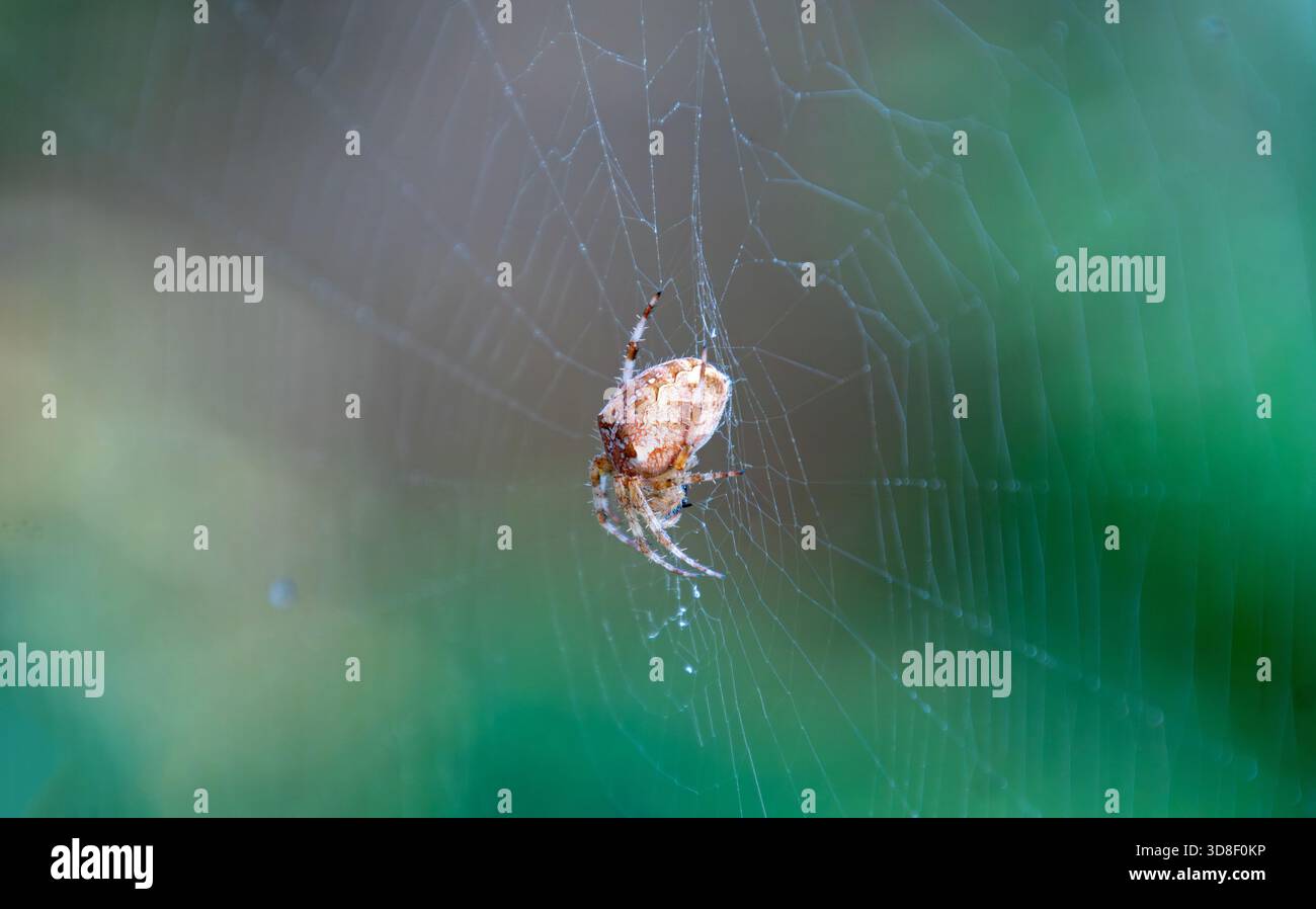 Kreuzspinne im Netz Stock Photo