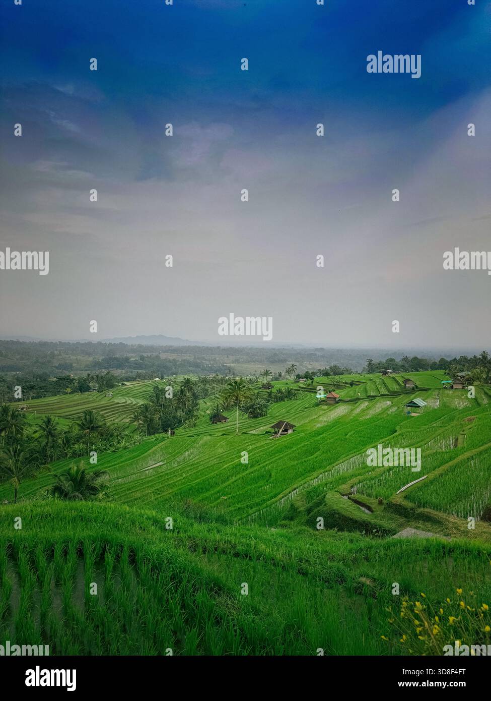 Stromy Rice Field rice fields wide angle of colorful rice terraces under threatening ...