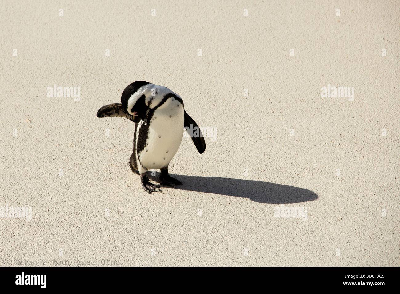 Humboldt penguin standing alone on a sandy surface, casting a long ...