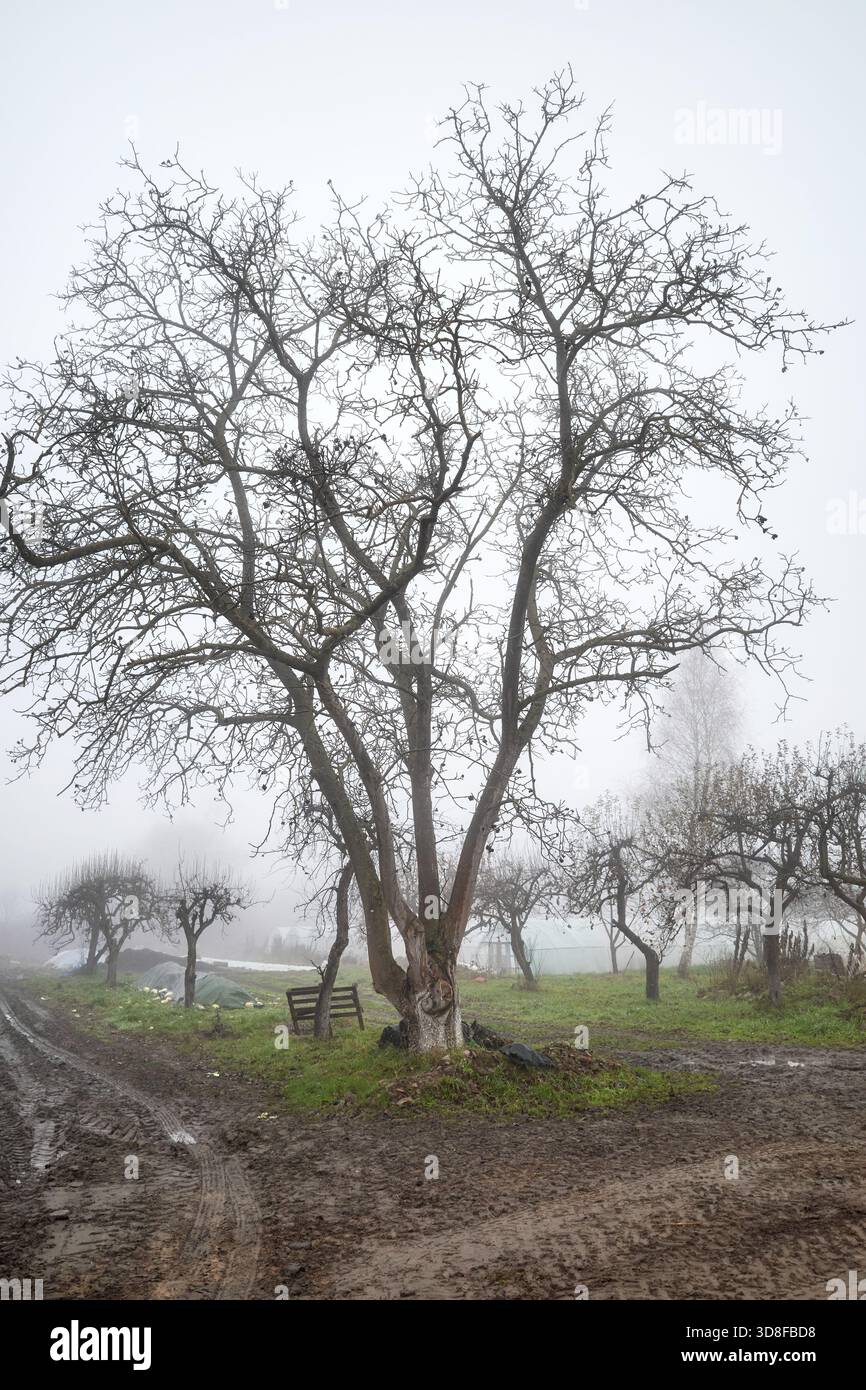 Trees on an organic farm on a foggy, gloomy day. Stock Photo