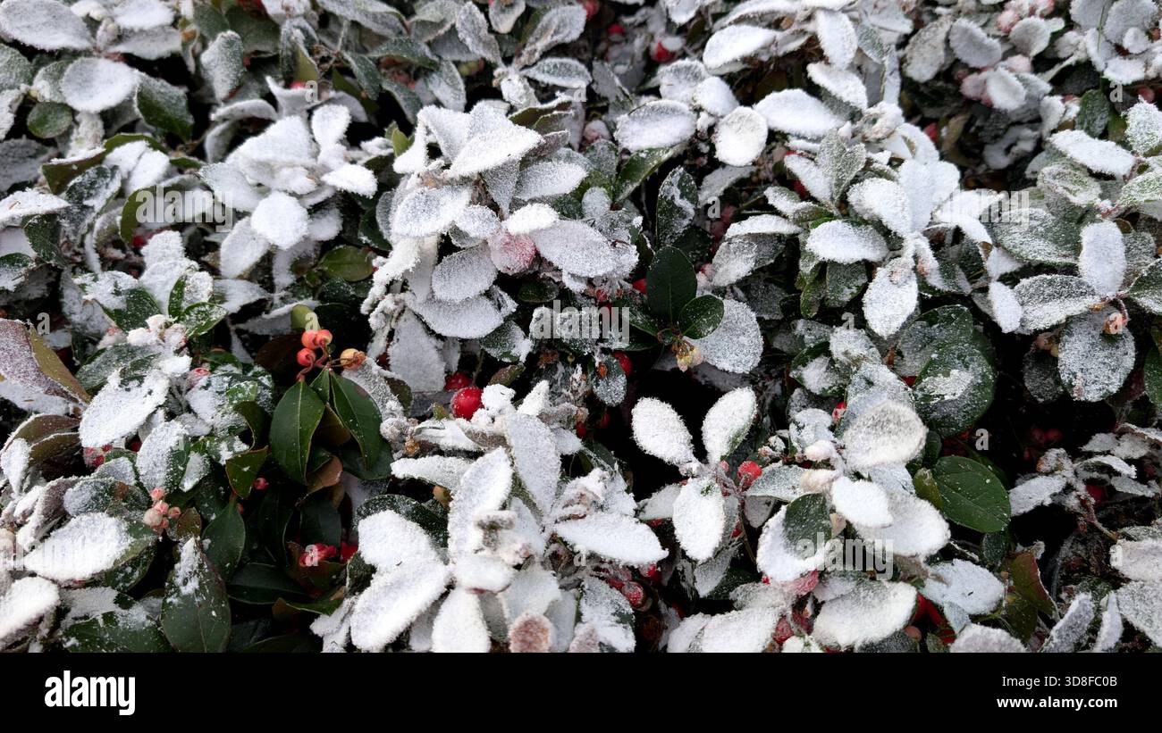 Low-growing barberry berries covered with a layer of snow, winter scene, close-up view. - Smartphone Captured Stock Image