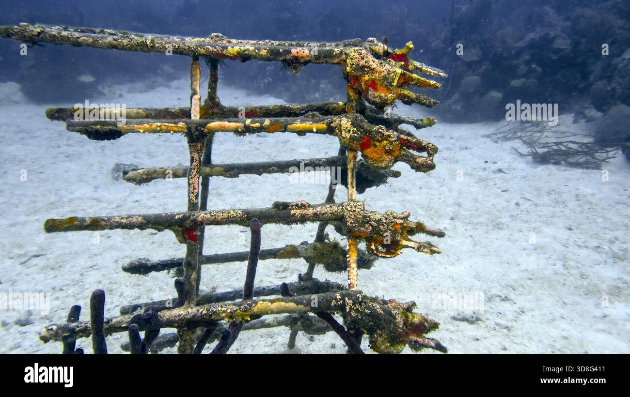 Submerged Rumble Racks Rusting medieval firearms rest on a submerged rack in Caribbean waters ...